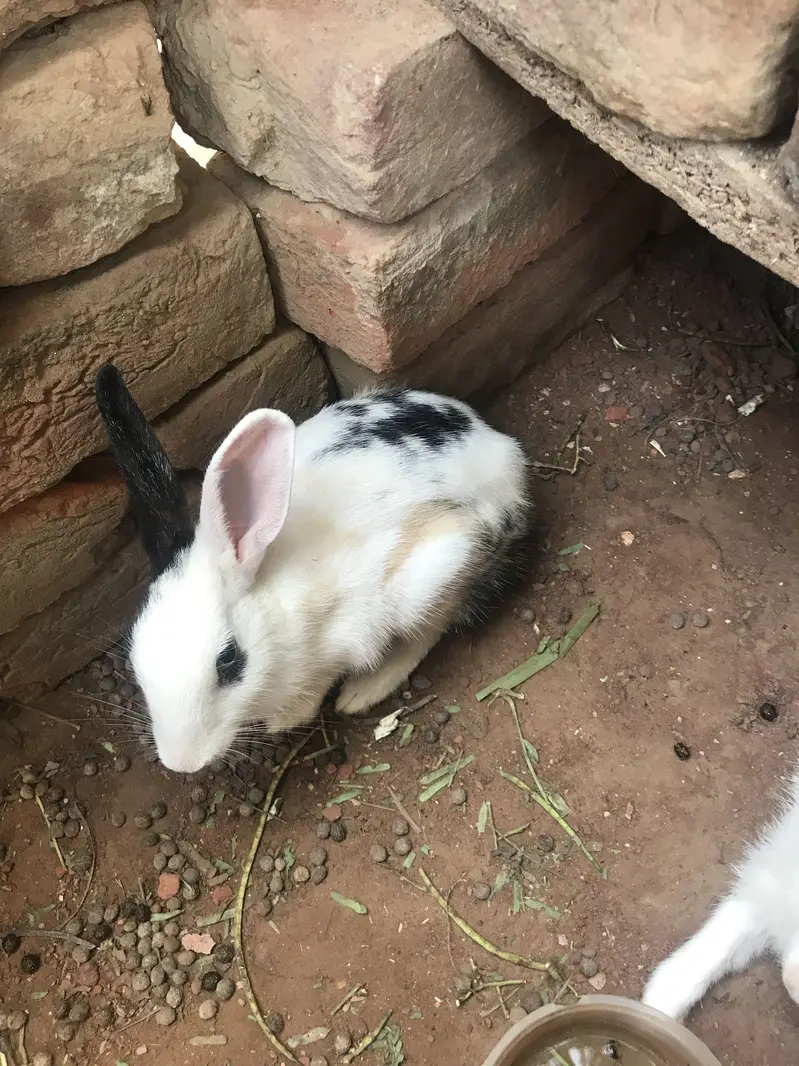2 rabbits — photo 6