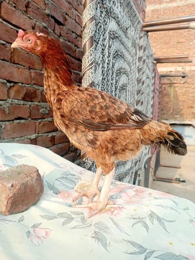 Aseel minanwali Murgi