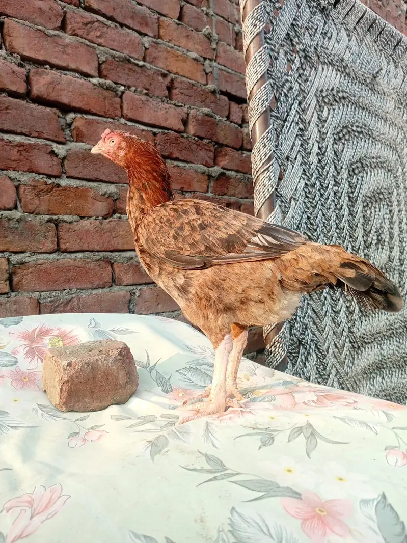 Aseel minanwali Murgi — photo 3