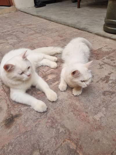 Persian cats for sale female have odd  "03122227699"