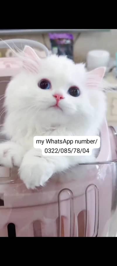Persian baby cat 2 month age for sale