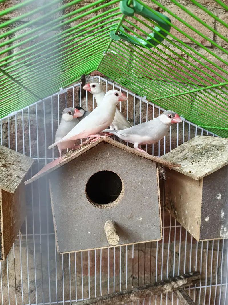 Silver White Fawn Java Finches /\/\ — photo 3