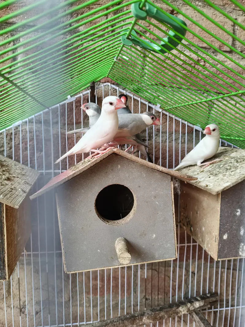Silver White Fawn Java Finches /\/\ — photo 4