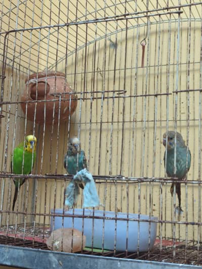 budgies