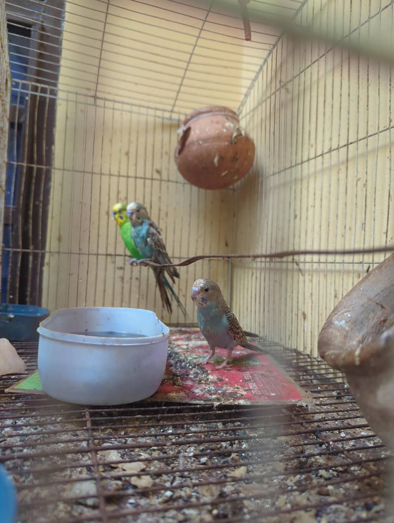 budgies 1