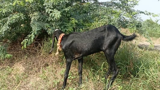 bakri for sale  . . or ak piar ducks bi for sale ha