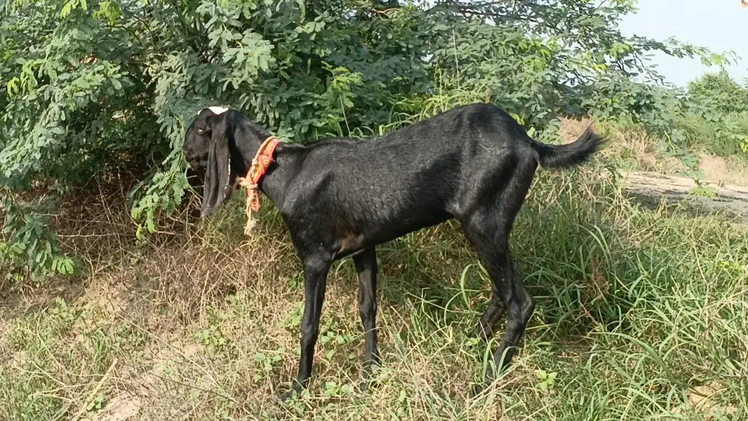 bakri for sale  . . or ak piar ducks bi for sale ha — photo 2