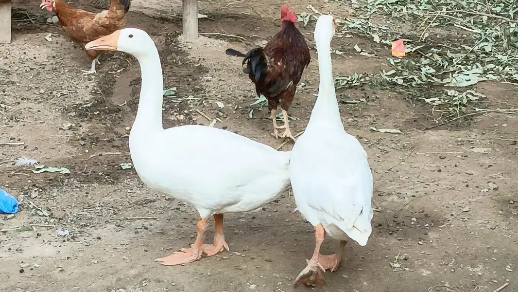 bakri for sale  . . or ak piar ducks bi for sale ha — photo 4