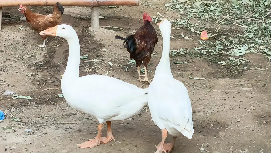 bakri for sale  . . or ak piar ducks bi for sale ha — photo 5