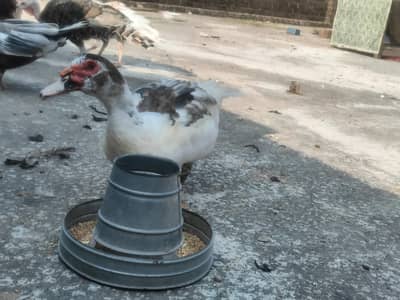 Muscovy duck