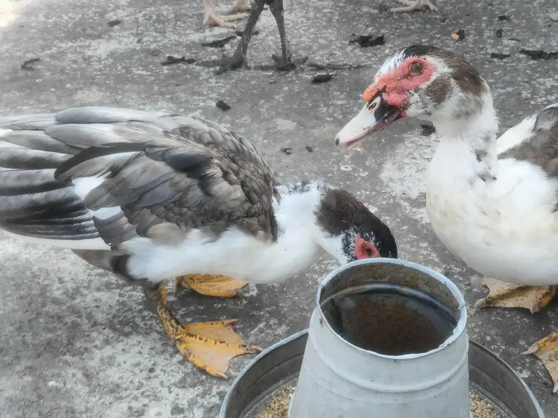 Muscovy duck — photo 2