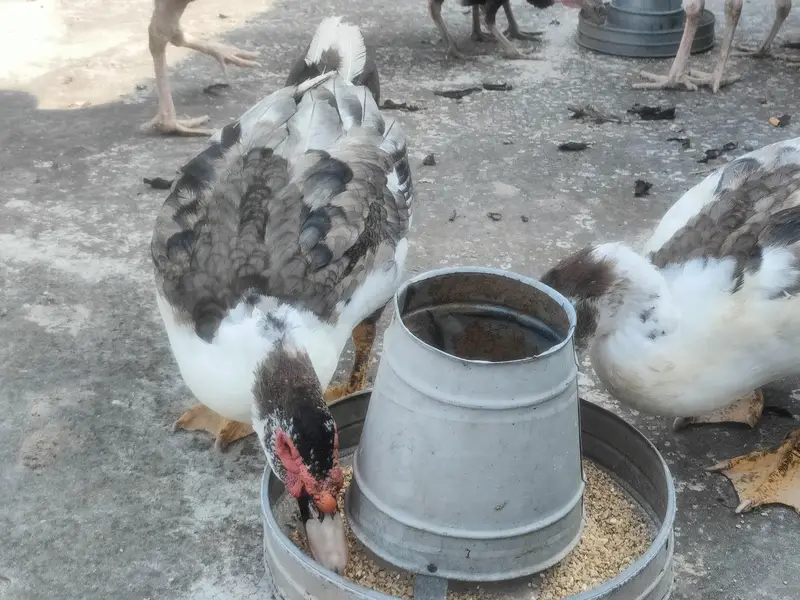 Muscovy duck — photo 3