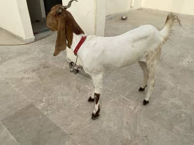 Beautiful healthy goat for sale