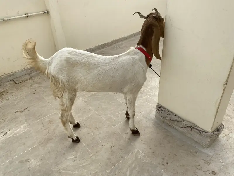 Beautiful healthy goat for sale — photo 2