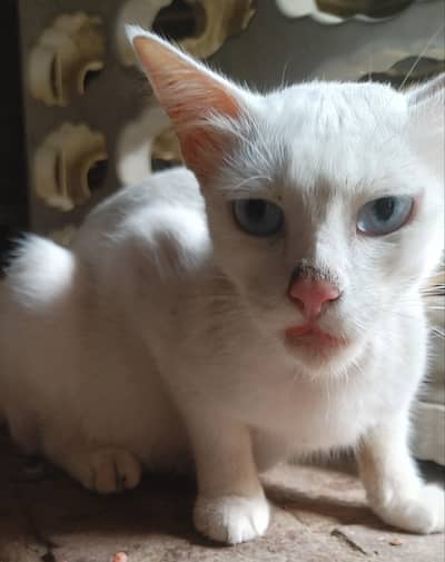Blue Eyes Cat