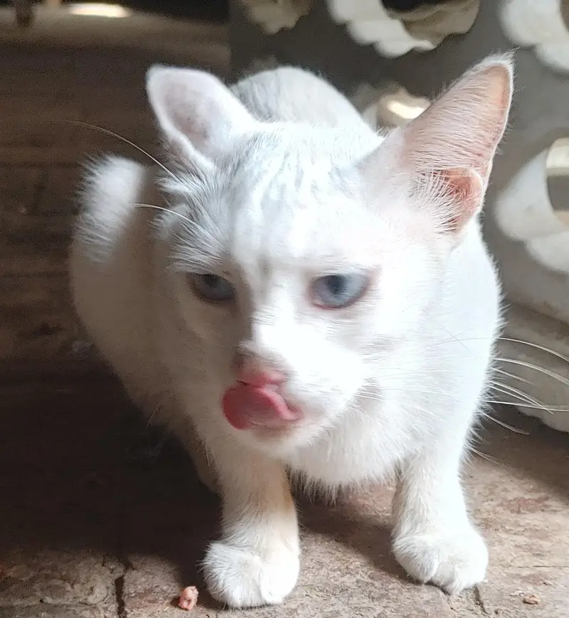 Blue Eyes Cat — photo 2