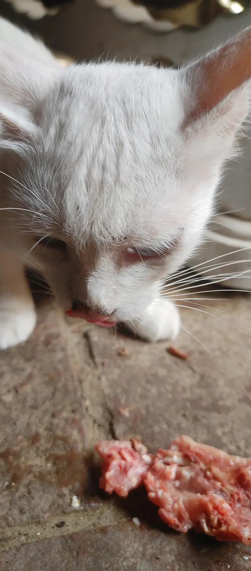 Blue Eyes Cat — photo 3