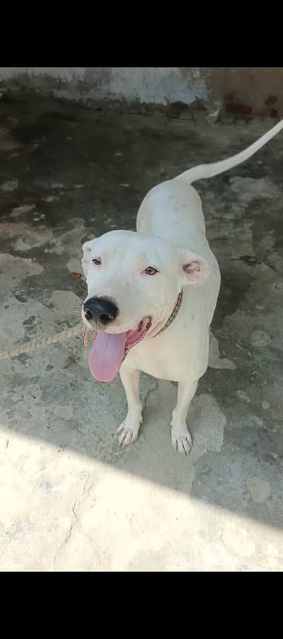 best bully dog 
