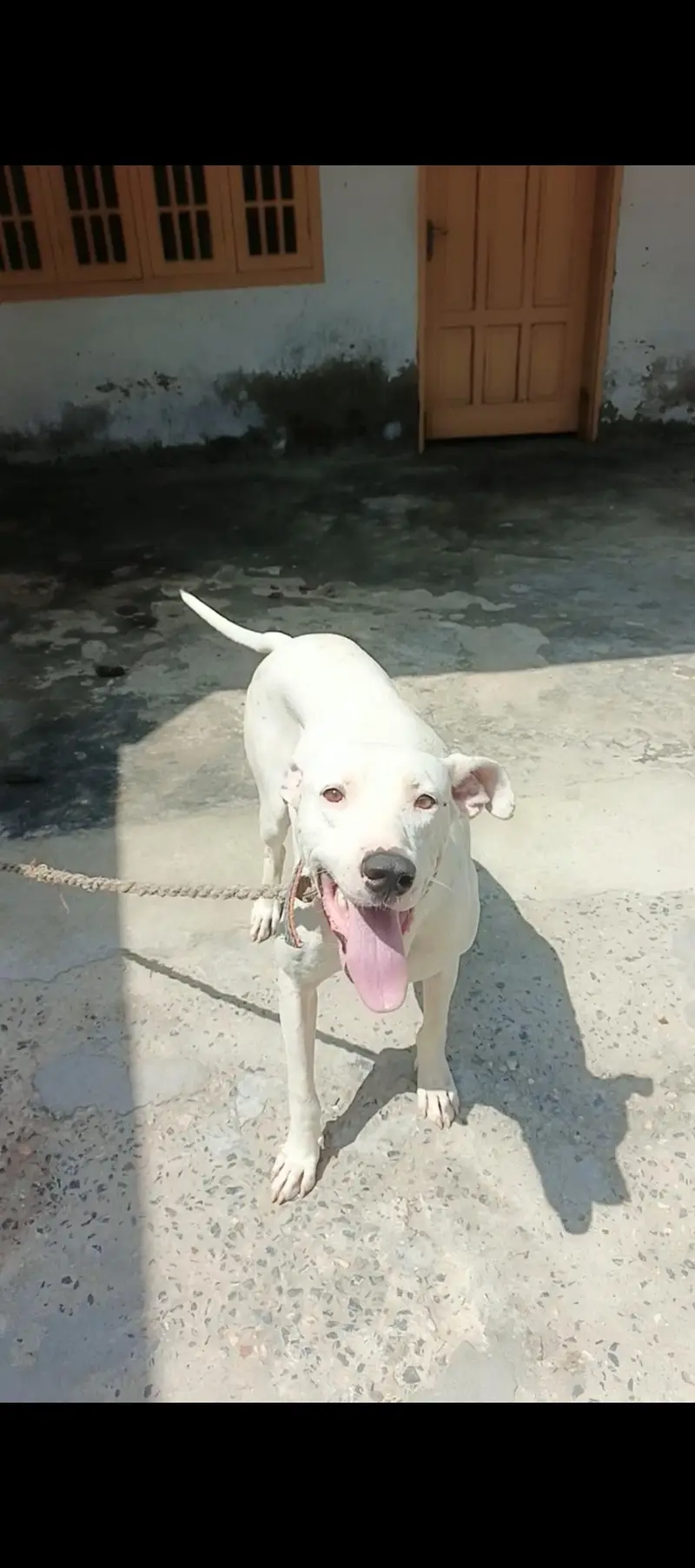 best bully dog  — photo 2