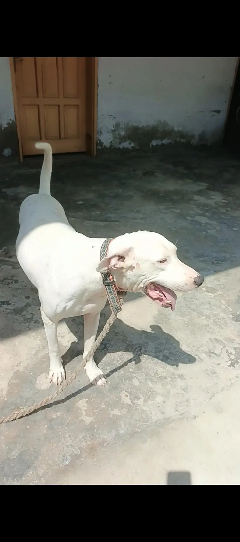 best bully dog  — photo 3