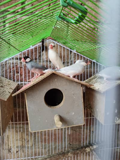 Silver Fawn Java finches