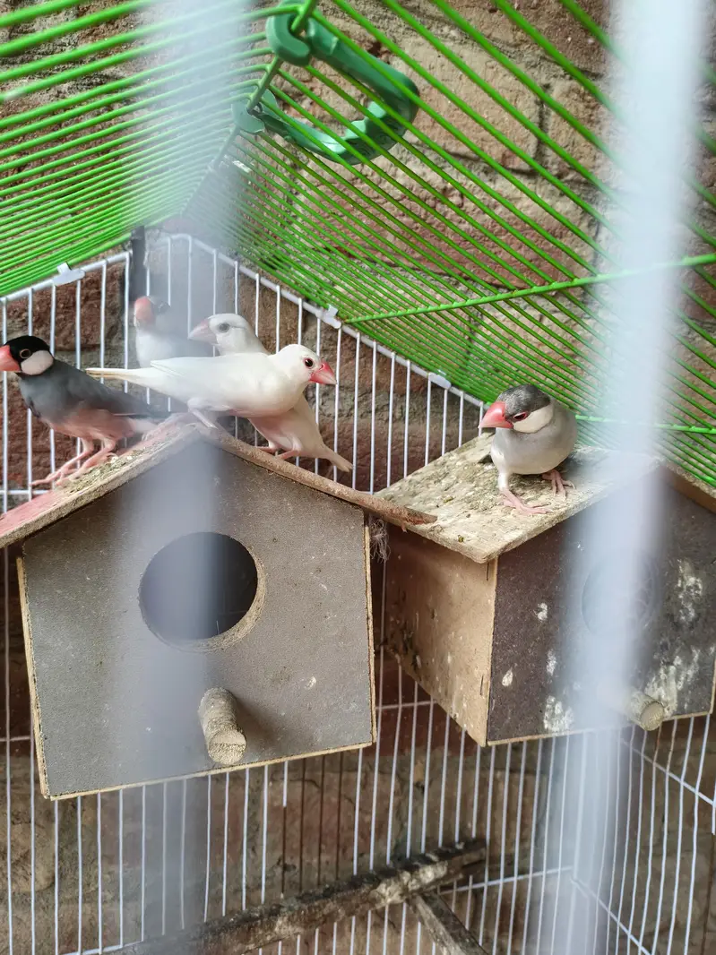 Silver Fawn Java finches — photo 4