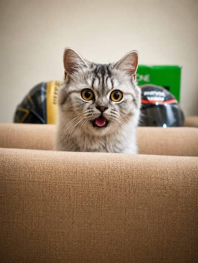 double coat Persian female.