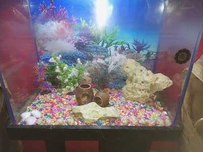 fish aquarium