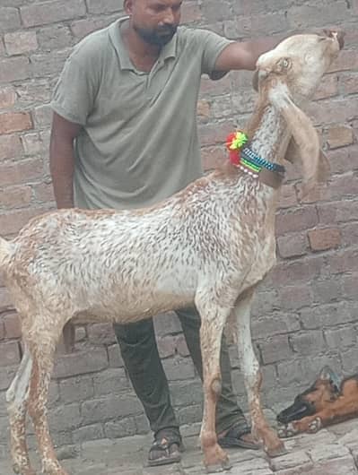 makhi chini confram gaban phat for sale