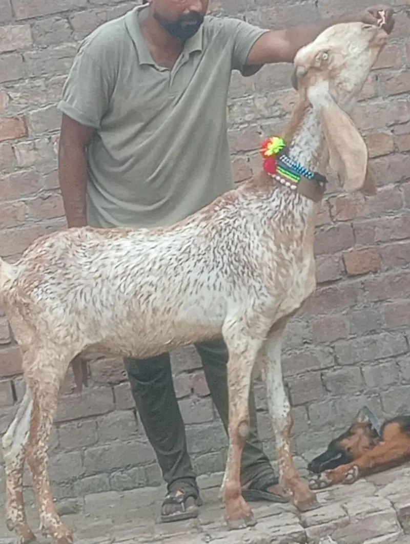 makhi chini confram gaban phat for sale — photo 2
