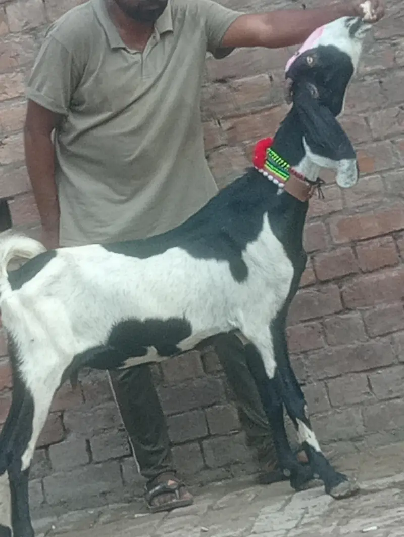 makhi chini confram gaban phat for sale — photo 8