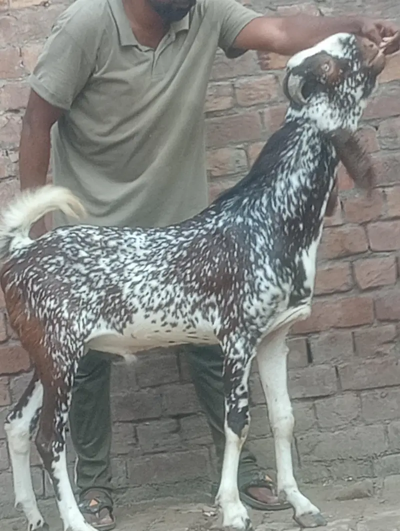 makhi chini confram gaban phat for sale — photo 9