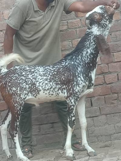 makhi china bakra 2027 ki qurbani ka Liye sale