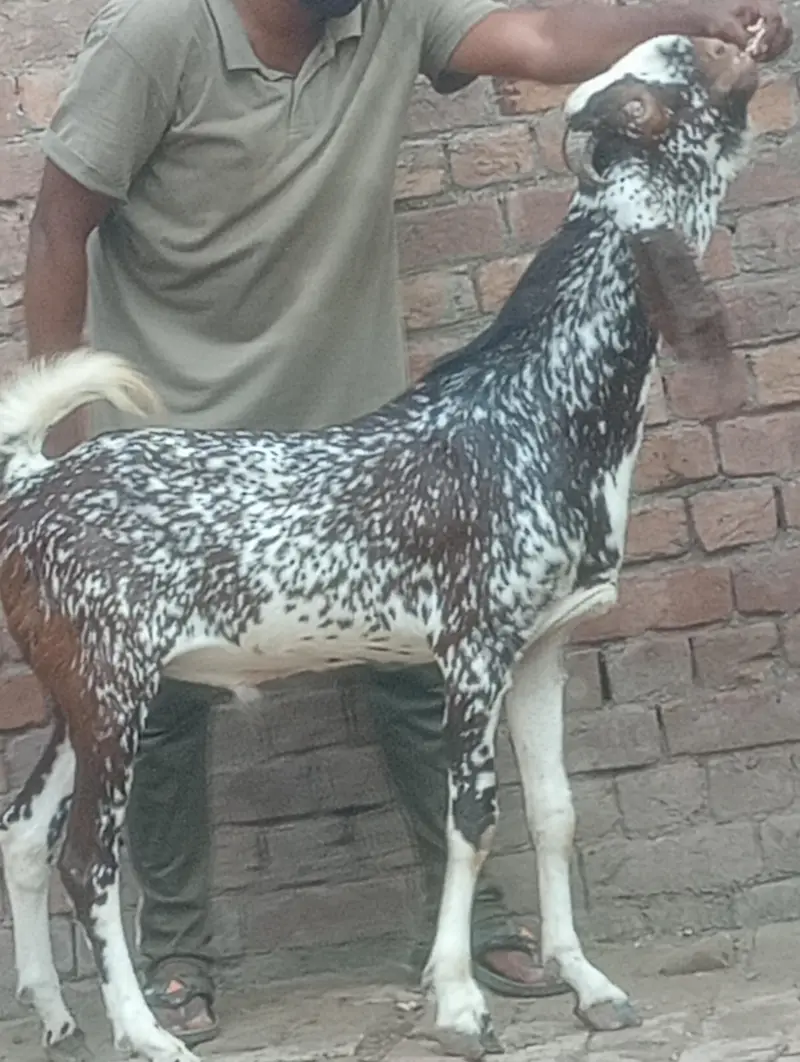makhi chini confram gaban phat for sale — photo 10