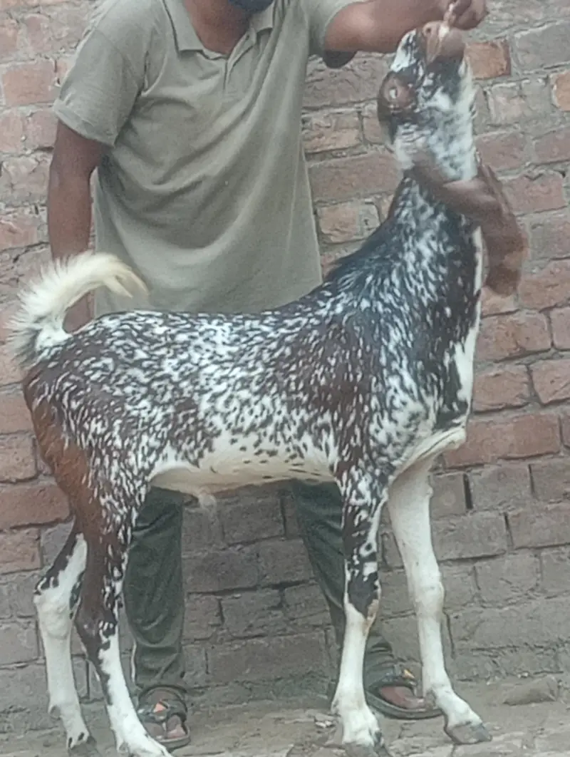 makhi chini confram gaban phat for sale — photo 11