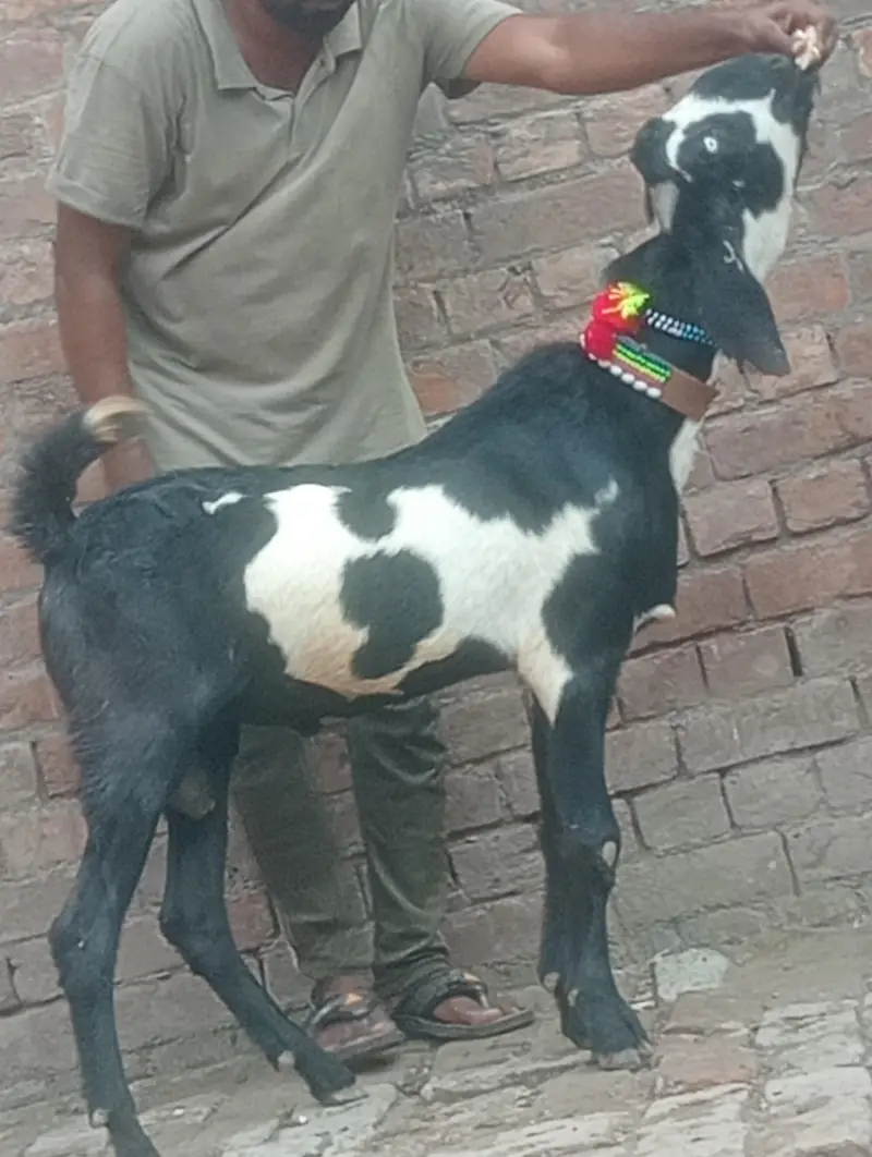 makhi chini confram gaban phat for sale — photo 12