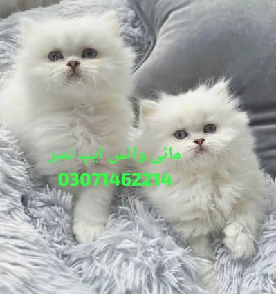 Persian cat for 2 month age Urgent