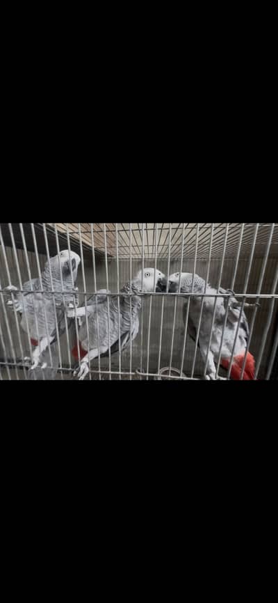 5 African Gray Breeder Females for Sale
