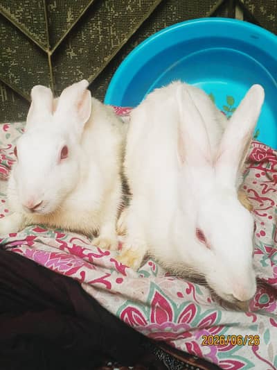 White Healthy Adults Rabbits