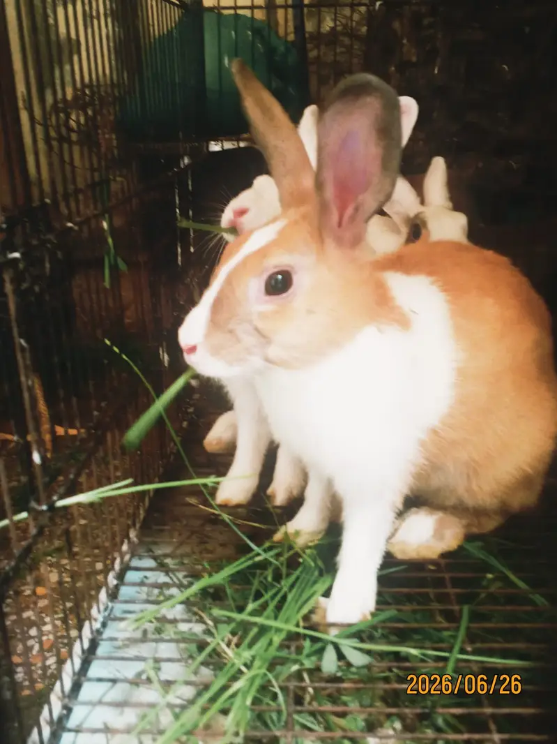 White Healthy Adults Rabbits — photo 2