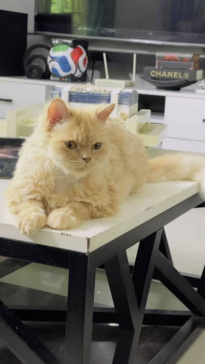 Adoption only - Not selling - price put due to OLX req
