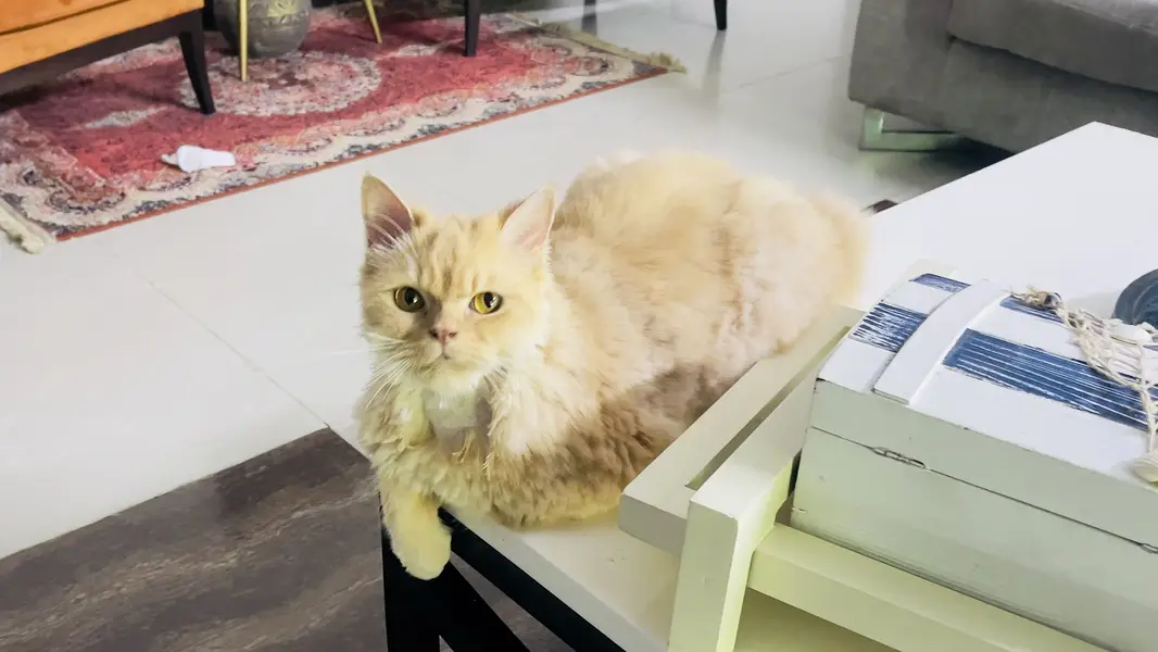Adoption only - Not selling - price put due to OLX req — photo 2