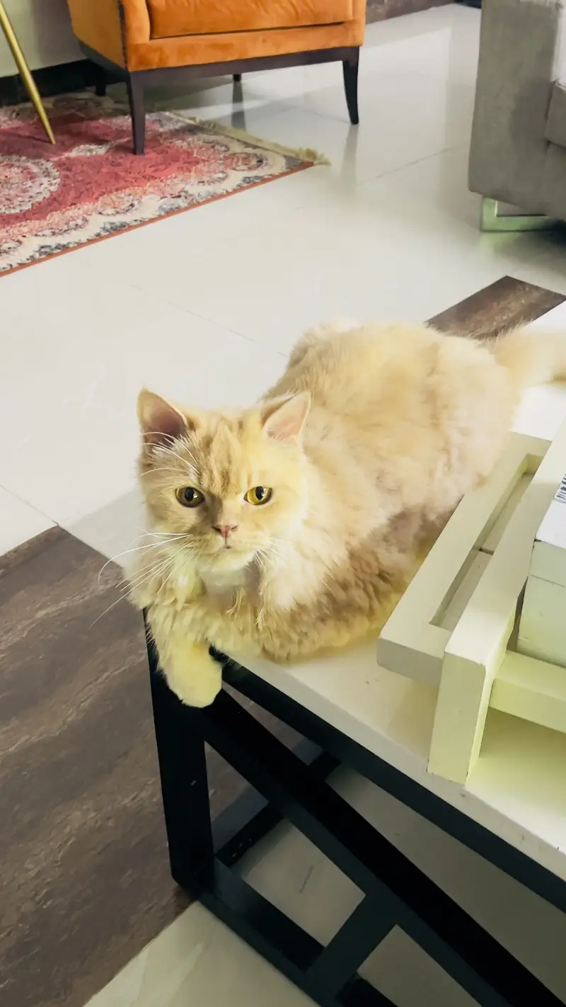 Adoption only - Not selling - price put due to OLX req — photo 3