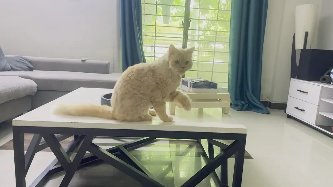 Adoption only - Not selling - price put due to OLX req — photo 7