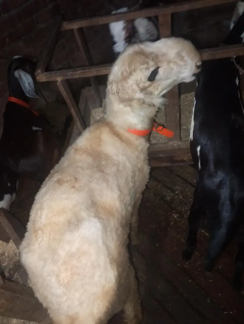 sheep — photo 2