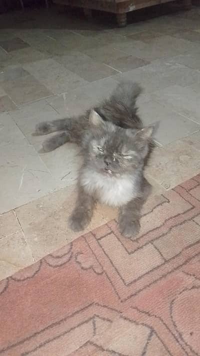 semi punch female cat