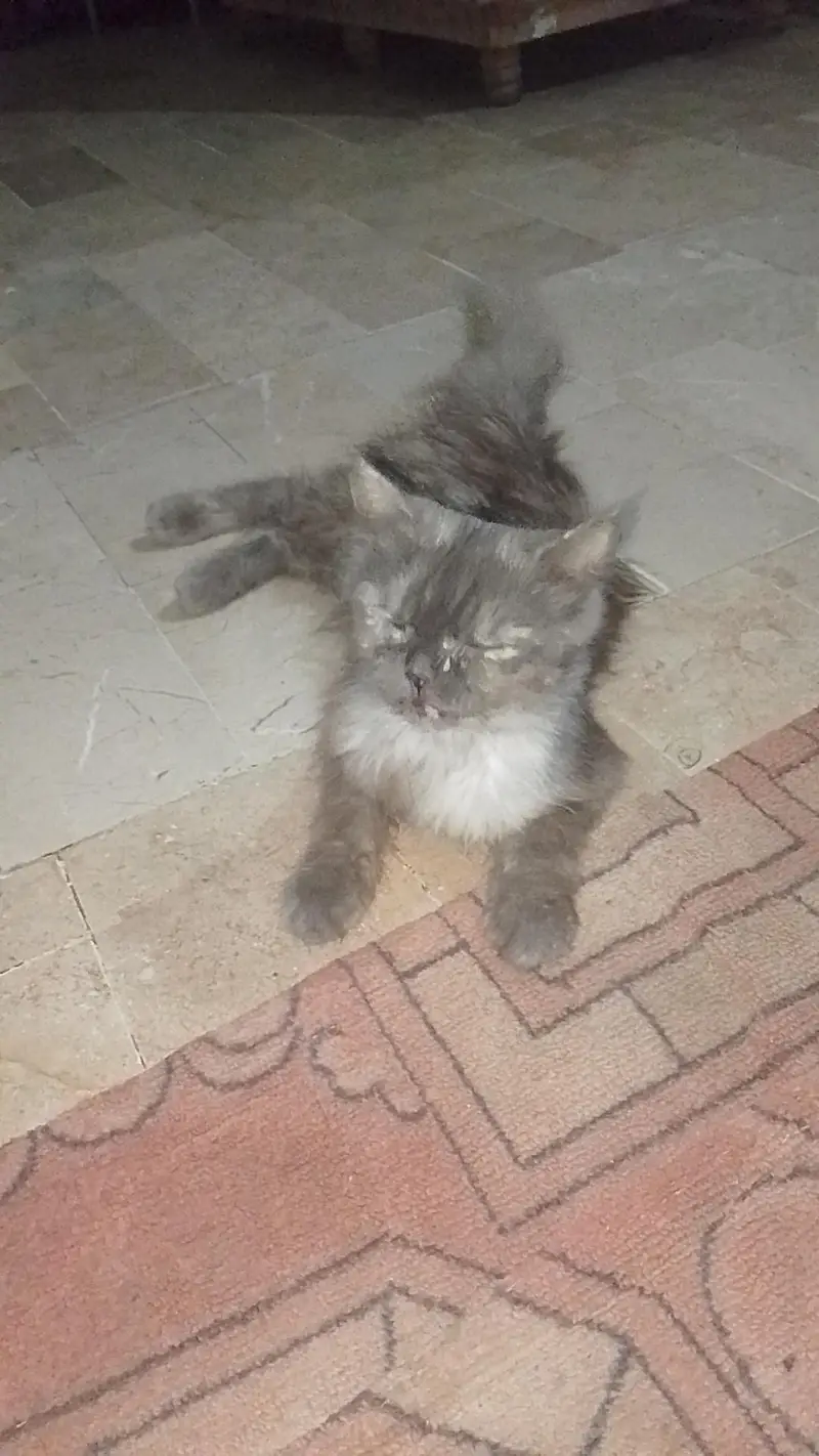 semi punch female cat — photo 2