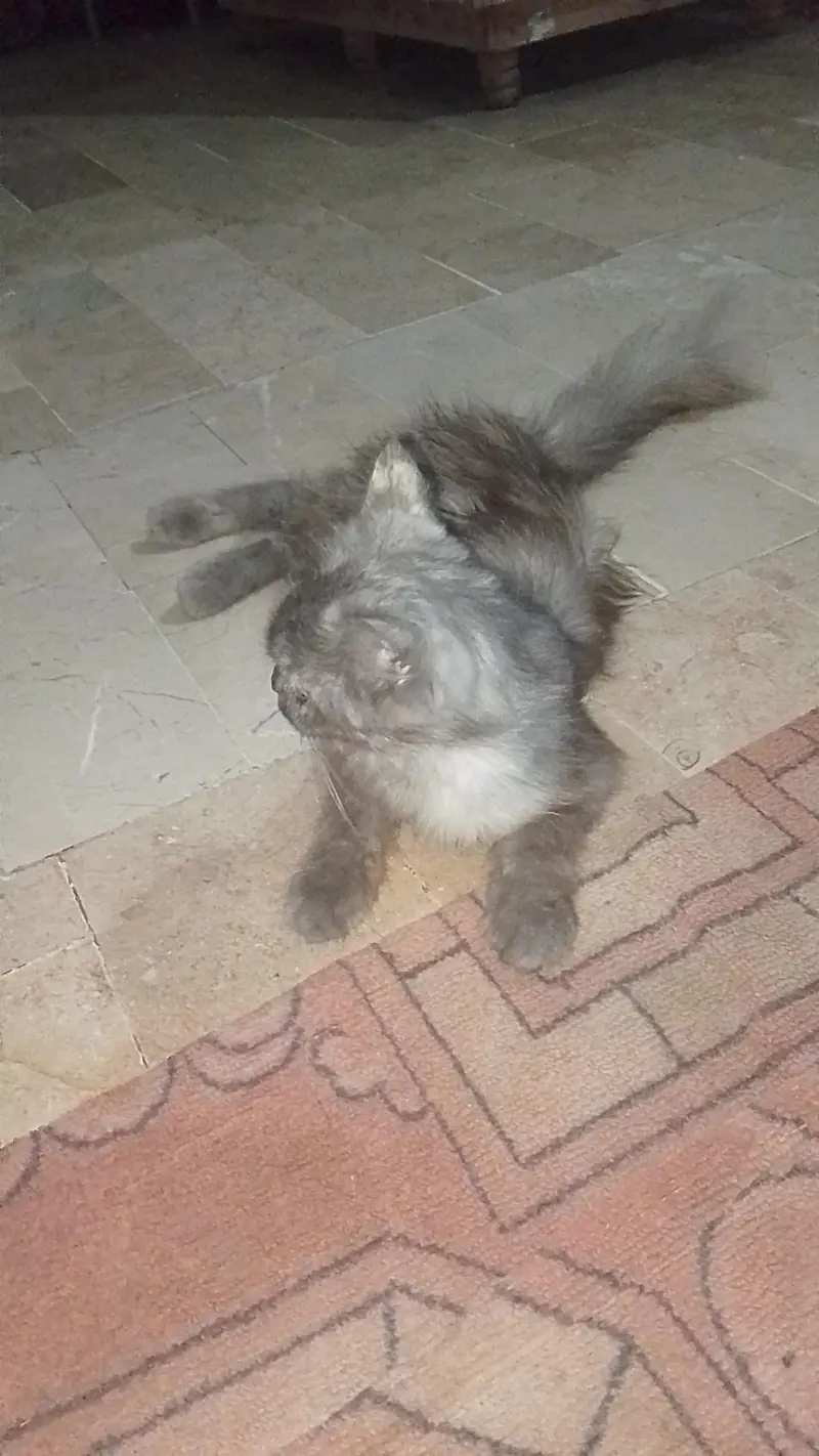semi punch female cat — photo 3