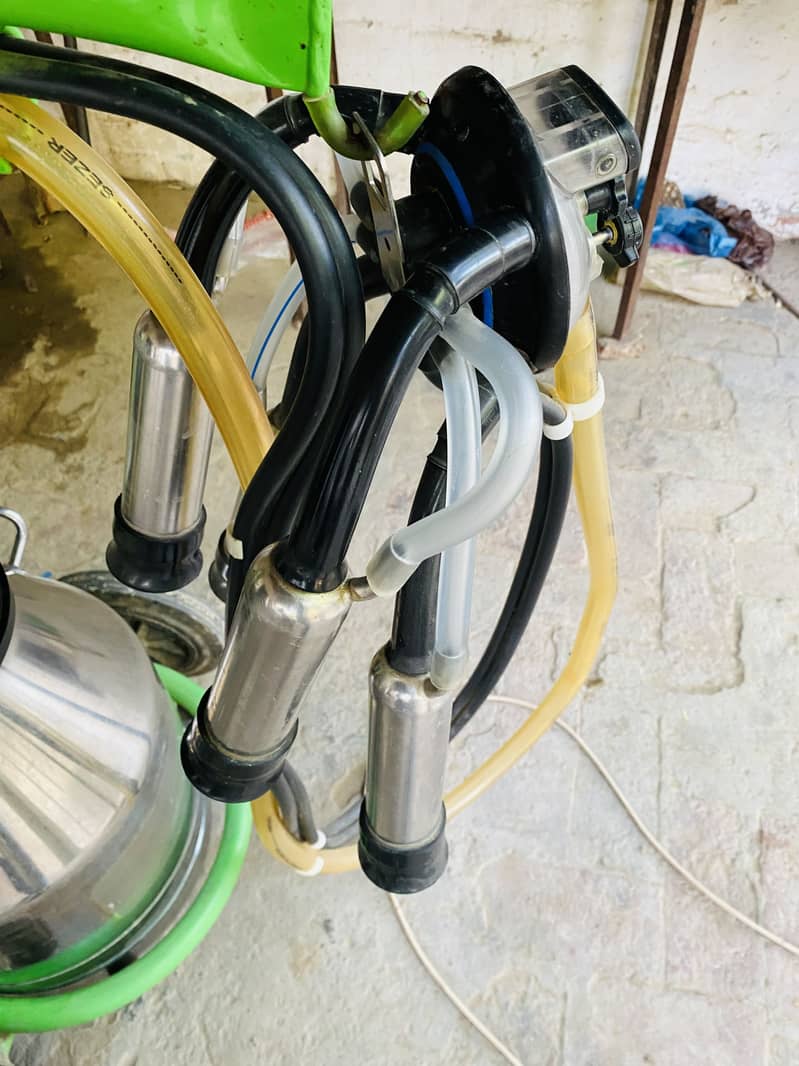 Turkey Milking Machine 3