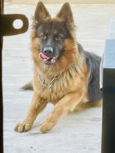 German shepherd long coat